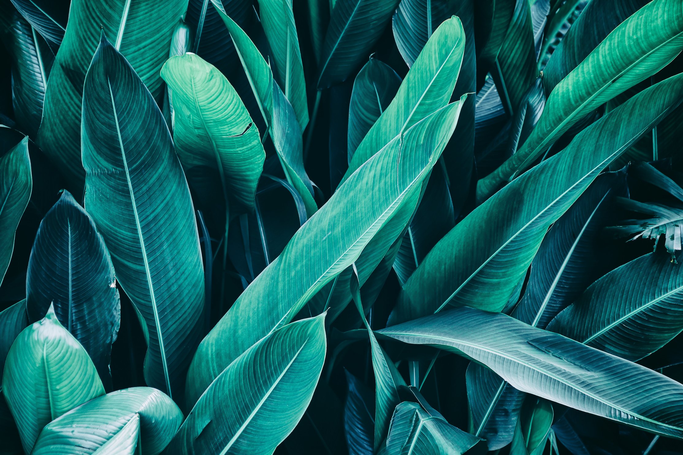 tropical leaves, nature background